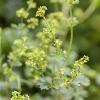 Alchemilla erythropoda