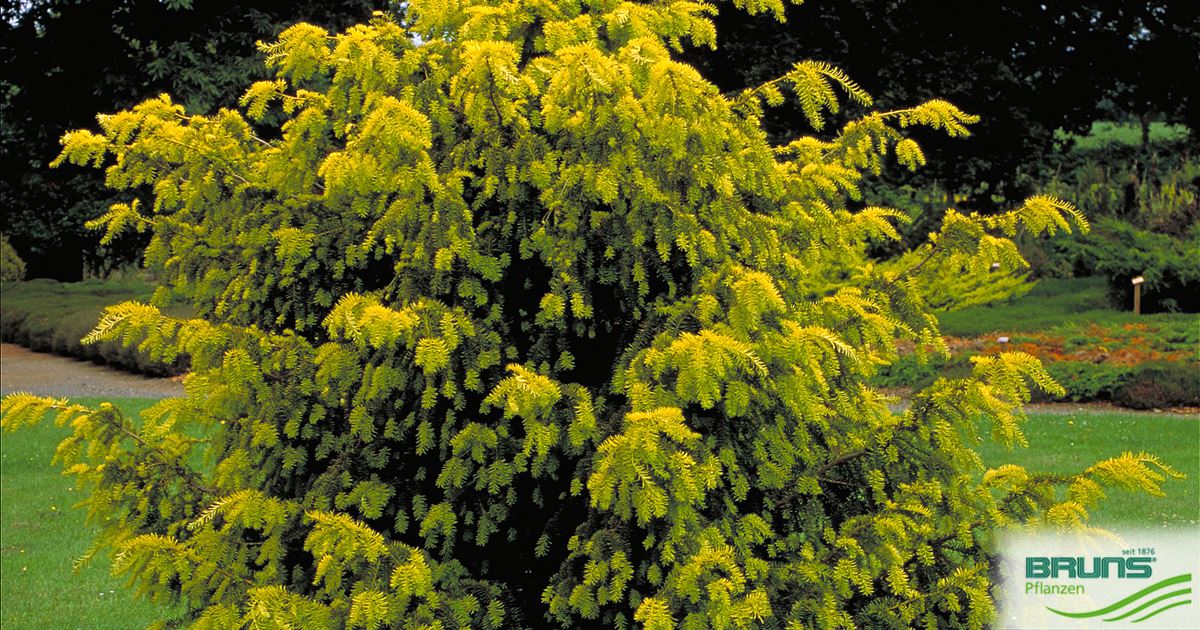 Taxus baccata 'Dovastonii Aurea' von Bruns Pflanzen