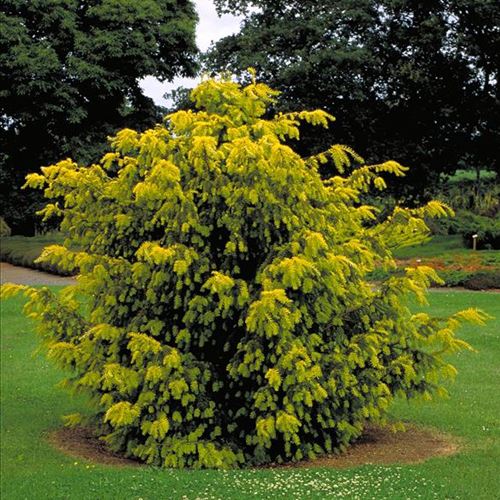 Taxus baccata 'Dovastonii Aurea'