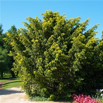 Taxus_baccata_Dovastonii_Aurea_2007_1618.jpg