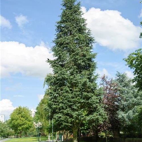 Cedrus atlantica 'Glauca Pyramidalis'