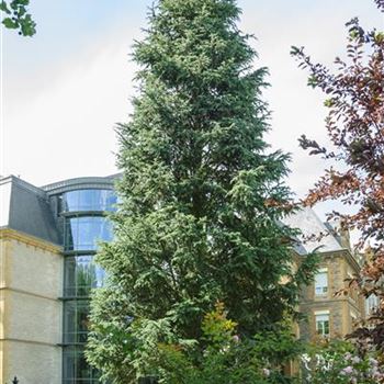 Cedrus_atlantica_Glauca_Pyramidalis_2007_1547_R3.jpg