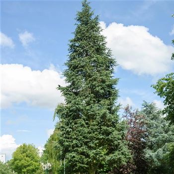 Cedrus_atlantica_Glauca_Pyramidalis_2007_1551_Q1.jpg