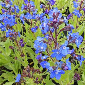 Anchusa_azurea_London_Royalist_WI_Q2.jpg