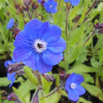 Anchusa_azurea_London_Royalist_WI_Q1.jpg