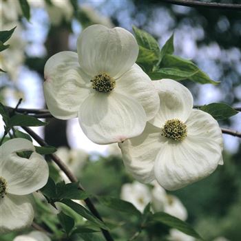 Cornus nuttallii 1998-1793.jpg