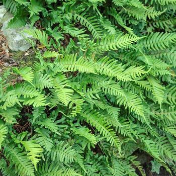 Polypodium_vulgare_HRM_Q2.jpg