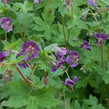 Geranium_phaeum_WI_Q2.jpg