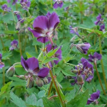 Geranium_phaeum_WI_Q1.jpg