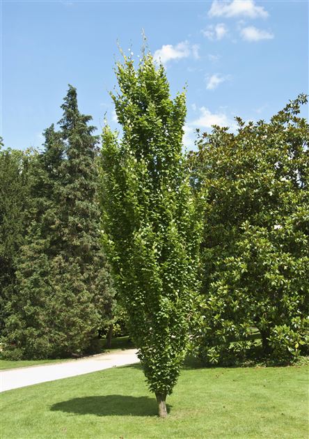 Fagus sylvatica 'Dawyck', Dawyck beech von Bruns Pflanzen