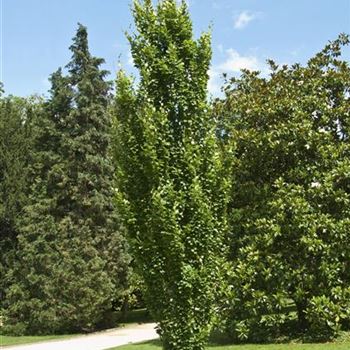 Fagus_sylvatica_Dawyck_2007_1981.jpg