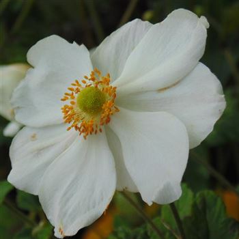 Anemone_Honorine_Jobert_WI_Q1.jpg