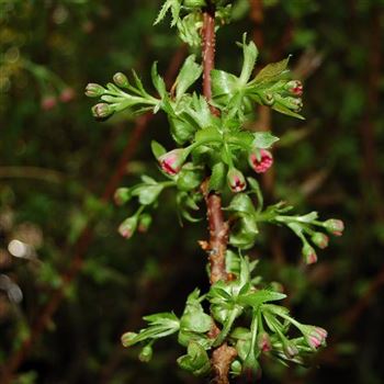 Prunus_serrulata_Kanzan_GR_Q1.JPG