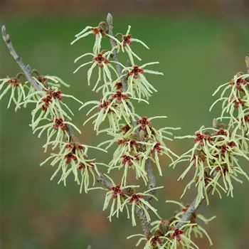 Hamamelis_japonica_2009_0336_Q2.jpg