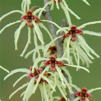 Hamamelis_japonica_2009_0336_Q1.jpg