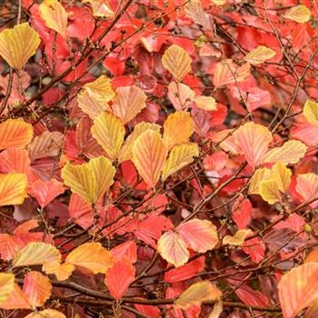 Hamamelis_japonica_2011_4633.jpg