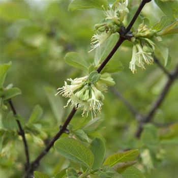 Lonicera_caerulea_2007_0319.jpg