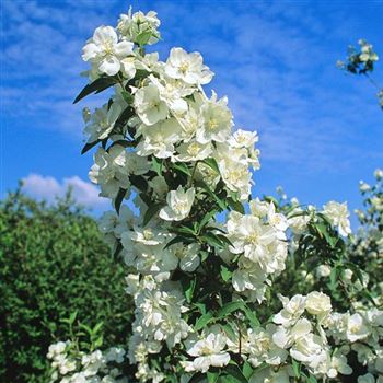 Philadelphus_Girandole_1999-3461.jpg