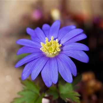 Anemone blanda