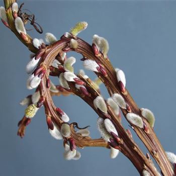 Salix_sachalinensis_Sekka_1990_0079.jpg