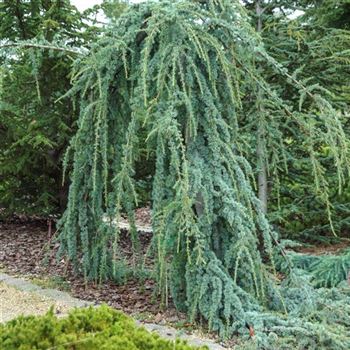 Cedrus_libani_Glauca_Pendula_2010_7836.jpg