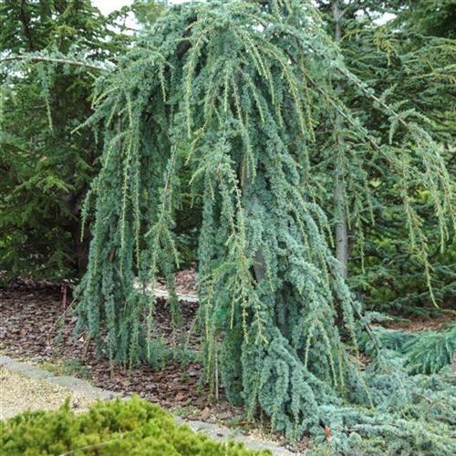 Cedrus atlantica 'Glauca Pendula'