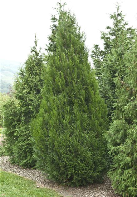 Thuja plicata 'Atrovirens' von Bruns Pflanzen