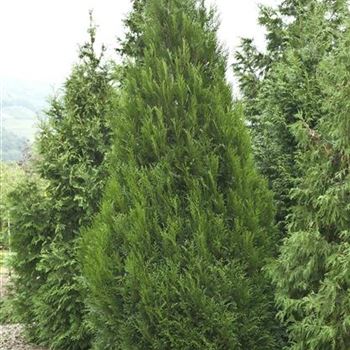 Thuja_plicata_Atrovirens_2006_5725.jpg