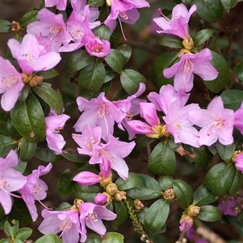 Rhododendron_praecox_2008_0535_q_Q.jpg