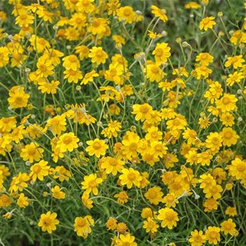 Eriophyllum_lanatum_HRM_Q2.jpg