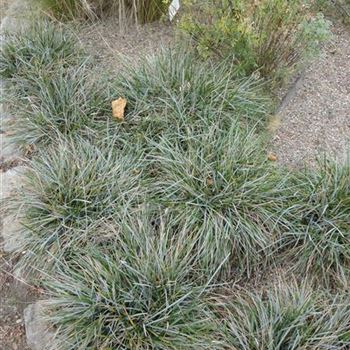 Sesleria_caerulea_GR_R2.jpg