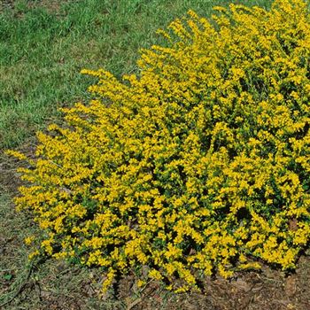 Genista_pilosa_1999_2325_x.jpg