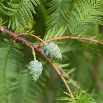 Metasequoia_glyptostroboides_2006_4711.jpg