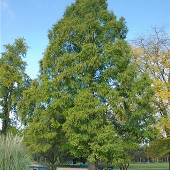 Metasequoia_glyptostroboides_2007_8556.jpg