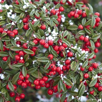 Cotoneaster_salicifolius _Parkteppich_2008_0701_q.jpg