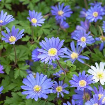 Anemone blanda 'Blue Shades'