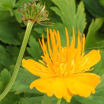 Trollius_chinensis_Golden_Queen_WI_Q1.jpg