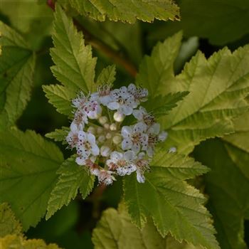 Physocarpus_opulifolius_Darts_Gold_q.jpg