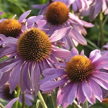 Echinacea_purpurea_Magnus_Q1.jpg