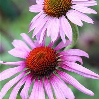 Echinacea_purpurea_Magnus_1S1B5669.JPG