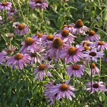 Echinacea_purpurea_Magnus_Q2.jpg