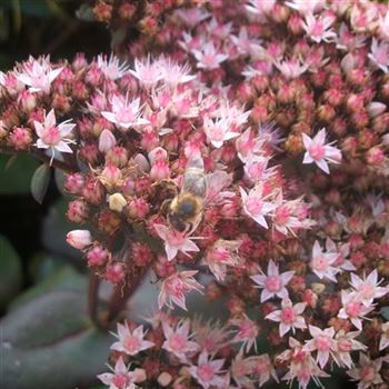 Sedum_Matrona_WI_Q1.jpg