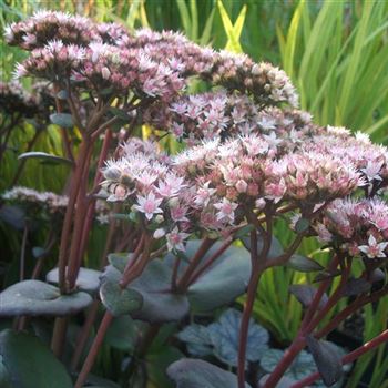 Sedum_Matrona_WI_Q2.jpg