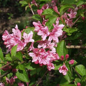 Weigela_florida_2005_2321.jpg