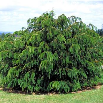 Taxus_baccata_Dovatoniana_2002_0657.jpg