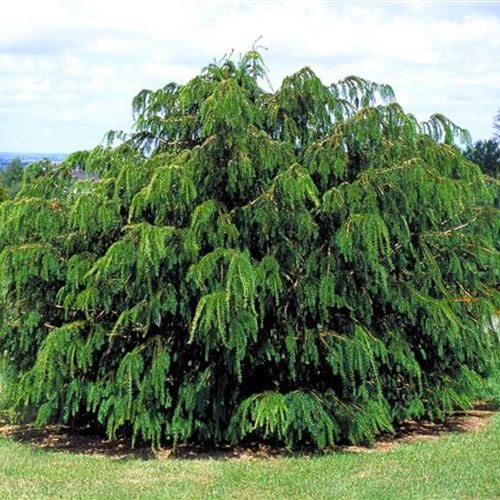 Taxus baccata 'Dovastoniana'