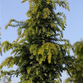 Taxus_baccata_Dovastoniana_1S1B4771.JPG