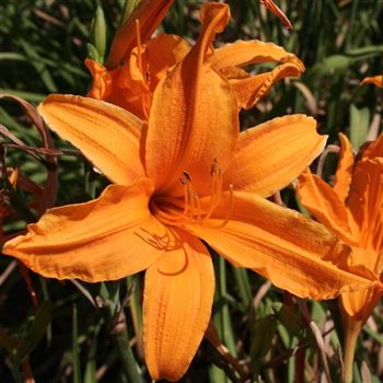 Hemerocallis_Burning_Daylight_HRM_Q1.jpg