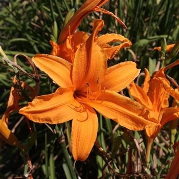 Hemerocallis_Burning_Daylight_HRM_Q3.jpg