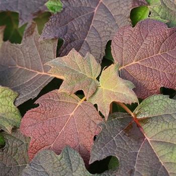 Hydrangea_quercifolia_Snow_Queen_1S1B4569.JPG